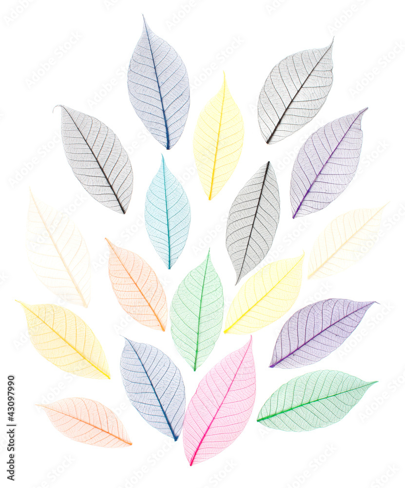 Obraz premium Skeletons of leaves