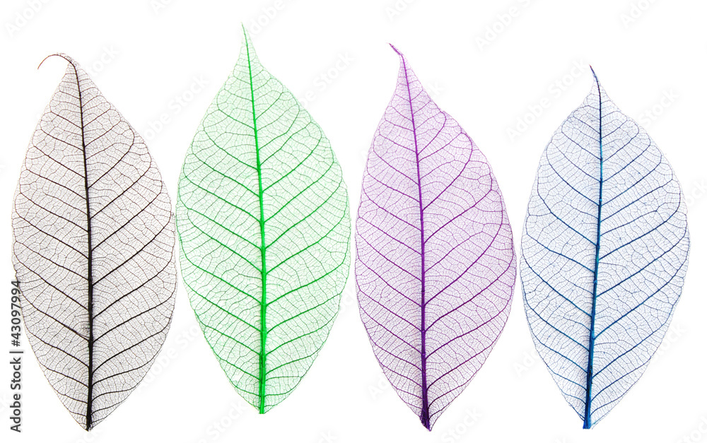 Skeletons of leaves Skeletons of leaves