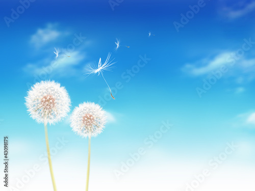 white dandelions on blue sky