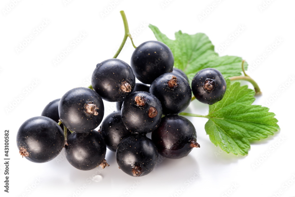 Branch of black currant on a white background. Branch of black currant on a white background.