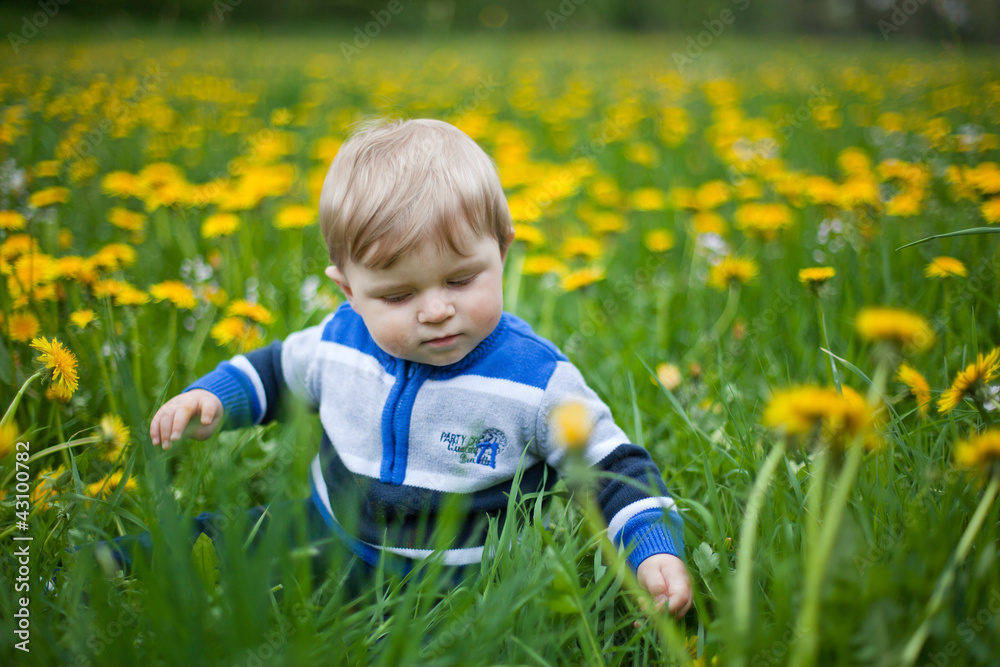 Cute blond boy in yellow dandelion field summer Cute blond boy in yellow dandelion field summer