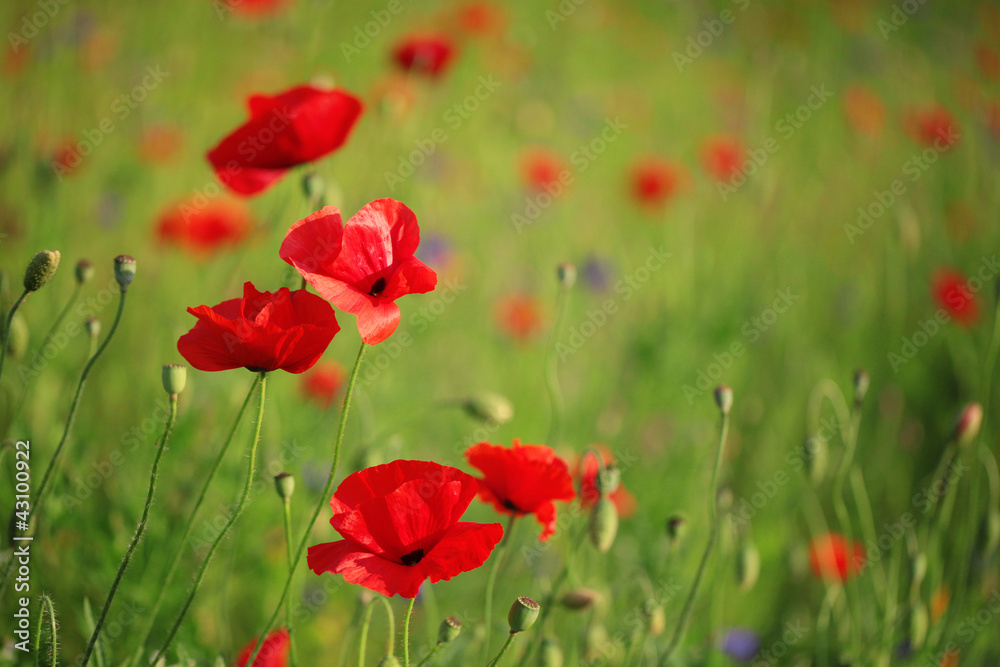 Coquelicots