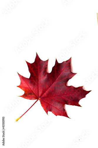 autumn maple leaves