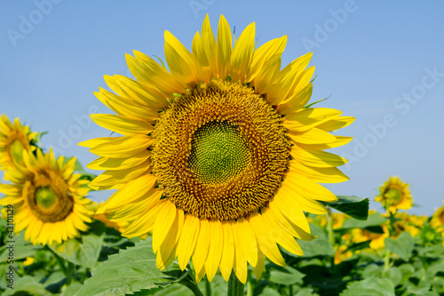 yellow sunflower field