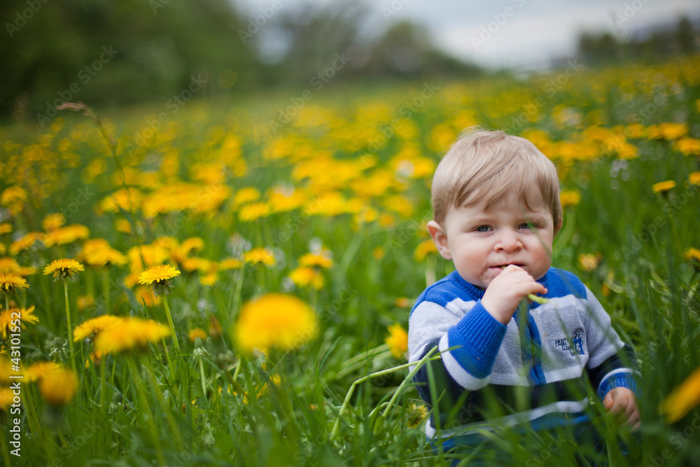 Cute blond boy in yellow dandelion field summer Cute blond boy in yellow dandelion field summer