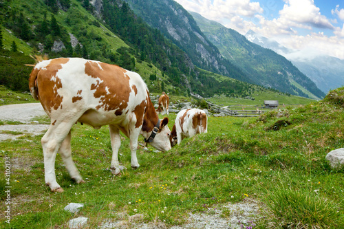 Cow herd in alpine valley