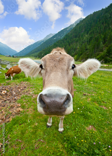 Funny cow head © Jag_cz