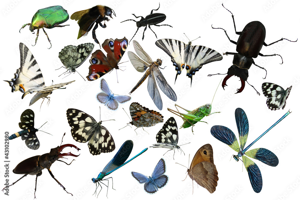 Fototapeta premium Butterflies, dragonfly, a grasshopper, other insects isolated
