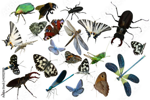 Butterflies, dragonfly, a grasshopper, other insects isolated