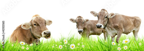 Cows family in meadow, isolated on white background © Jag_cz