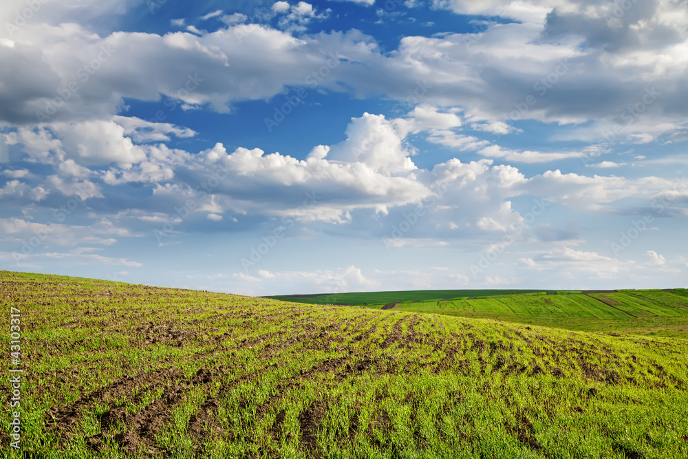 Fototapeta premium Field with unripe wheal