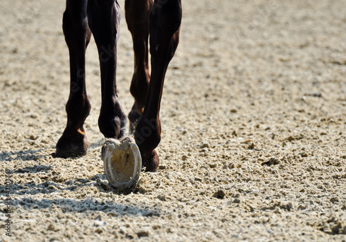 horse trotting through sand