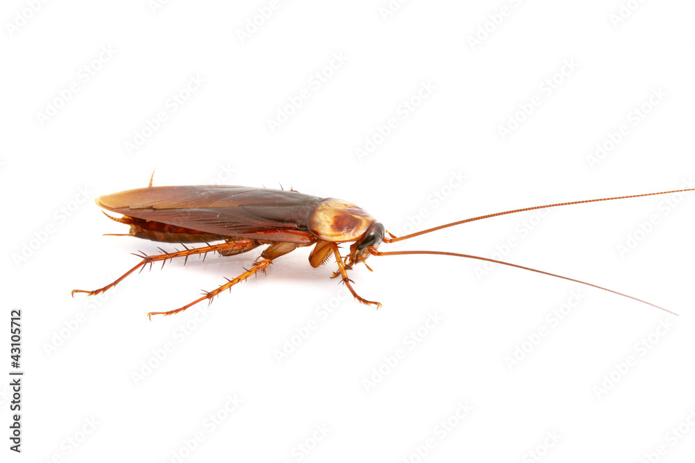 Cockroach on white background Cockroach on white background