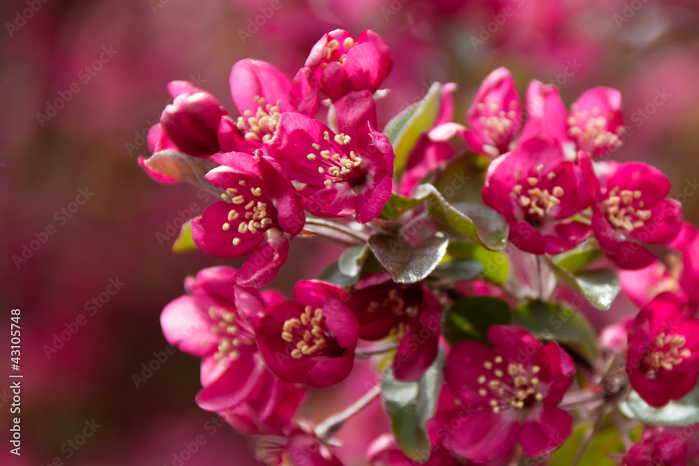 Spring flowers Spring flowers