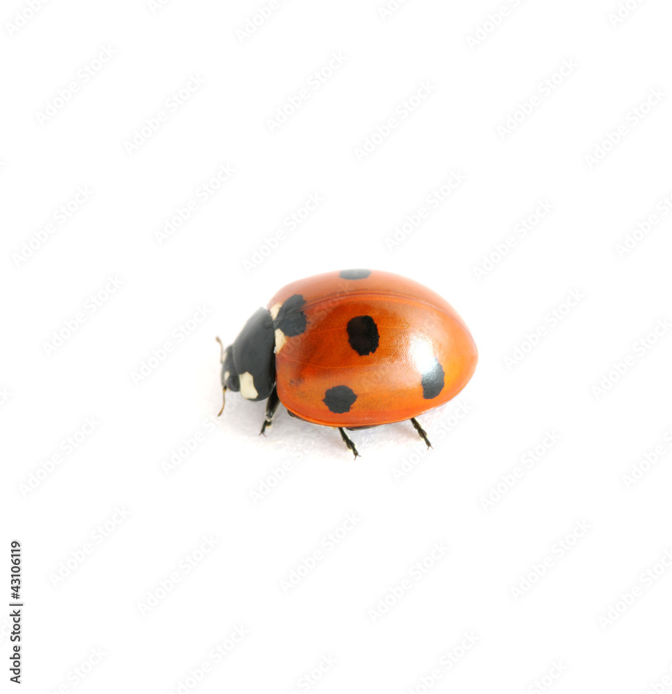 Obraz premium red ladybug