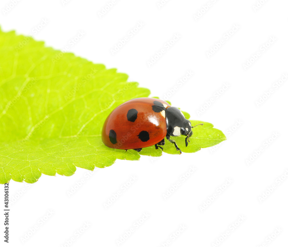 Fototapeta premium ladybug