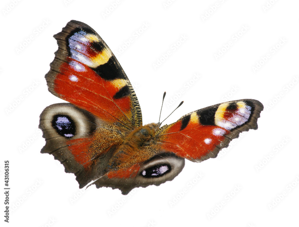 Obraz premium butterfly