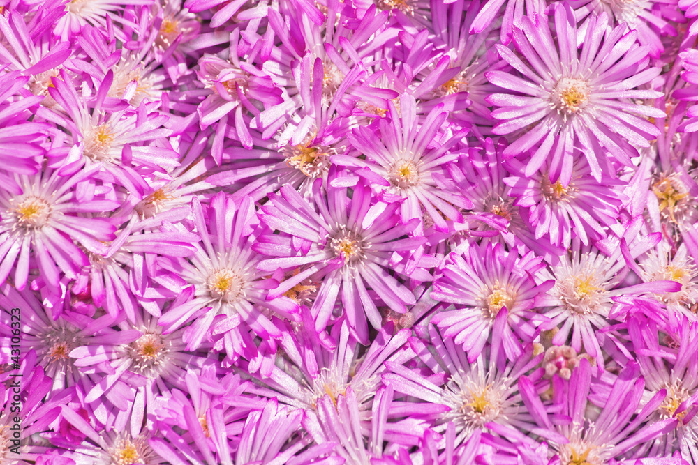 Straw flower (Helichrysum) Straw flower (Helichrysum)
