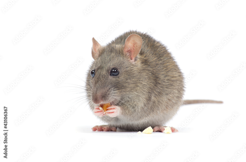 rat rat