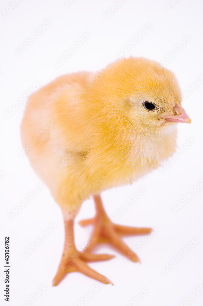 Fototapeta premium Cute little chicken