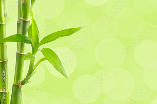 Bamboo background
