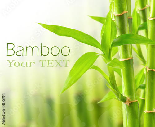 Bamboo background