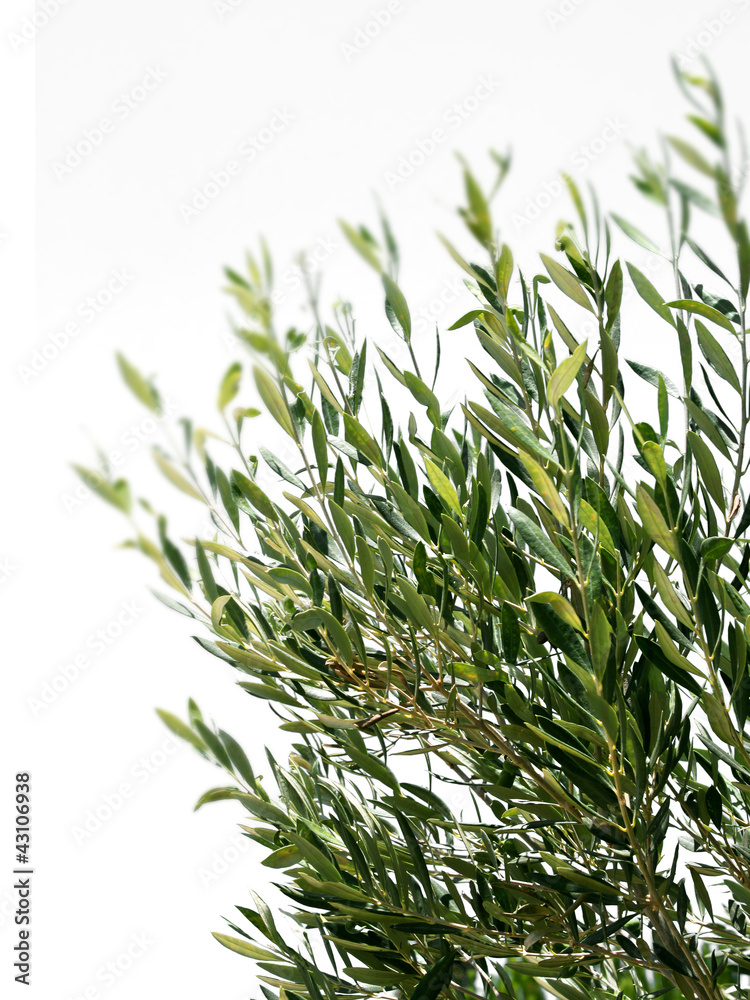 Olive tree branches isolated Olive tree branches isolated
