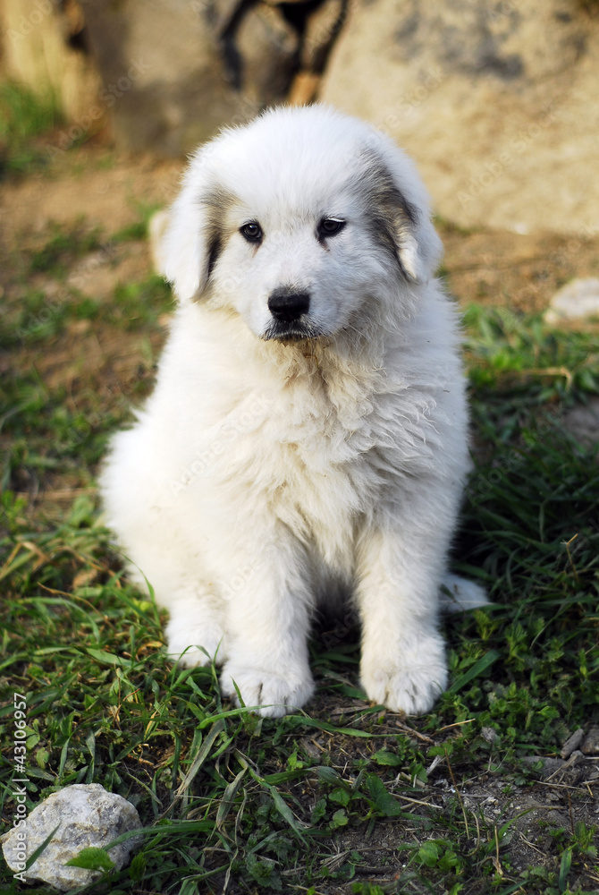 puppy great Pyrenees dog