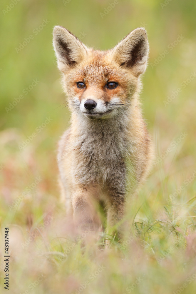 young red fox