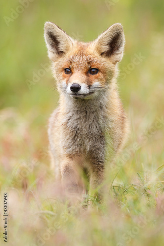 young red fox © Pim Leijen