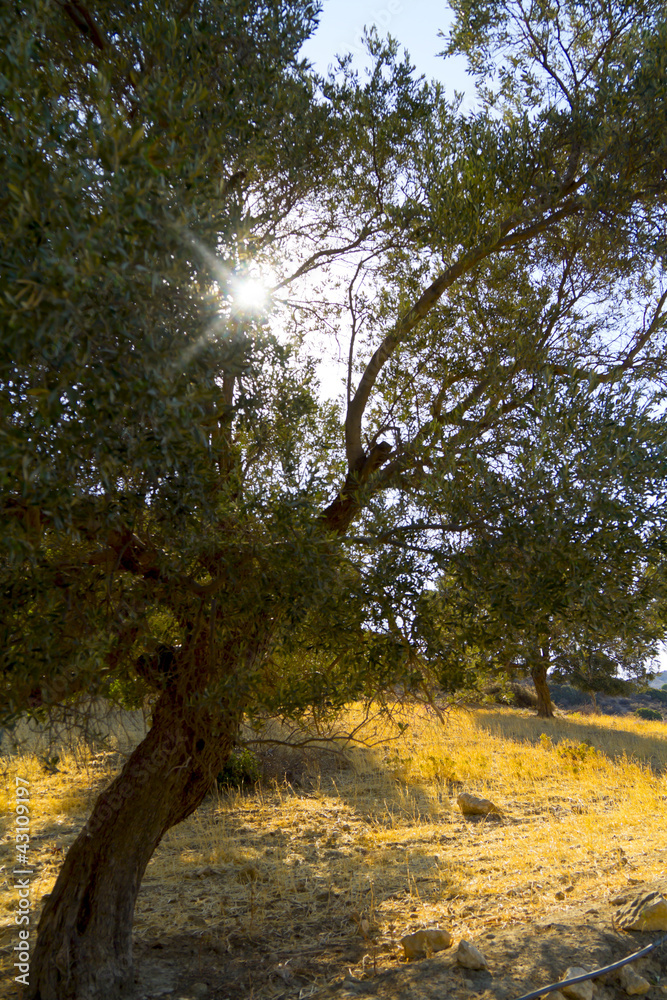 Fototapeta premium Evening sun in olive grove
