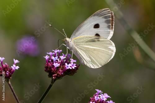Schmetterling © gotoole
