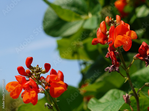 Feuerbohne. Phaseolus coccineus. photo