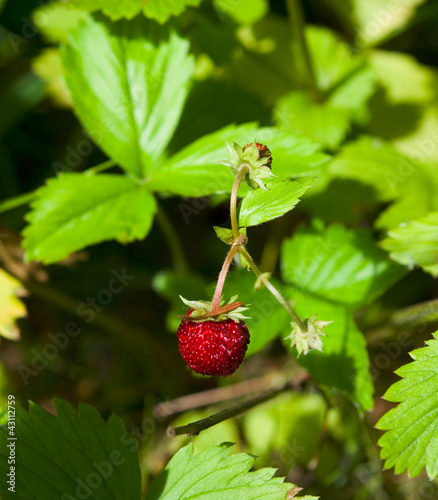 Walderdbeere photo