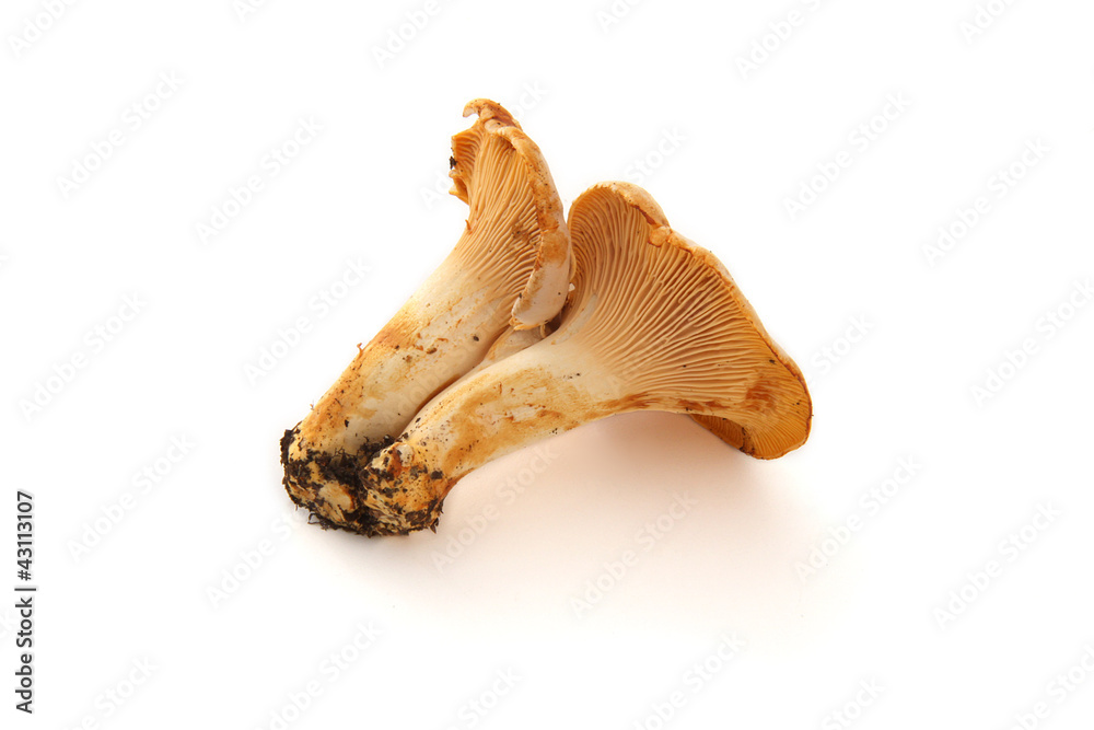 Fototapeta premium Chanterelle