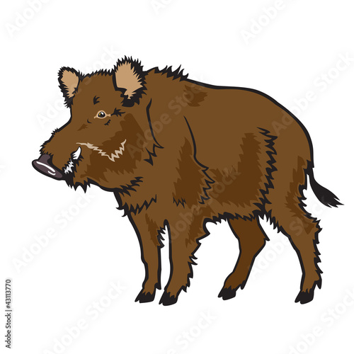 wild boar isolated on white background