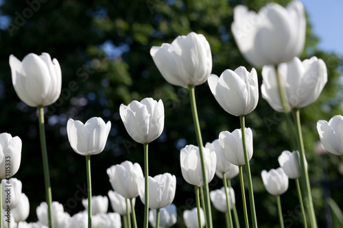 white tulip garden