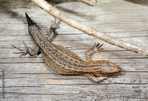common lizard growing new tail