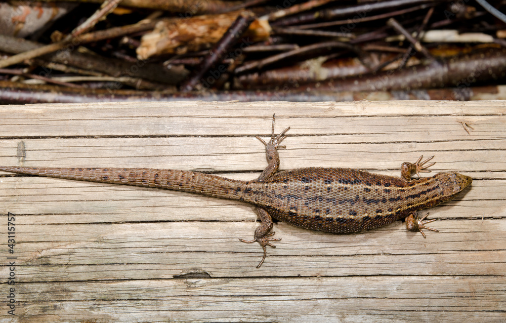 common lizard heating up on wood common lizard heating up on wood