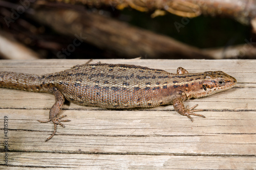 common lizard relaxing on wooden plank