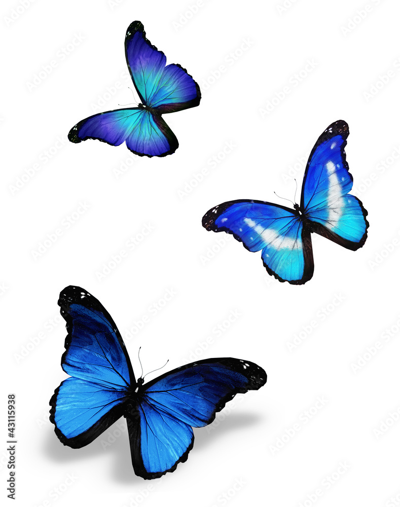 Three blue butterflies, isolated on white Three blue butterflies, isolated on white