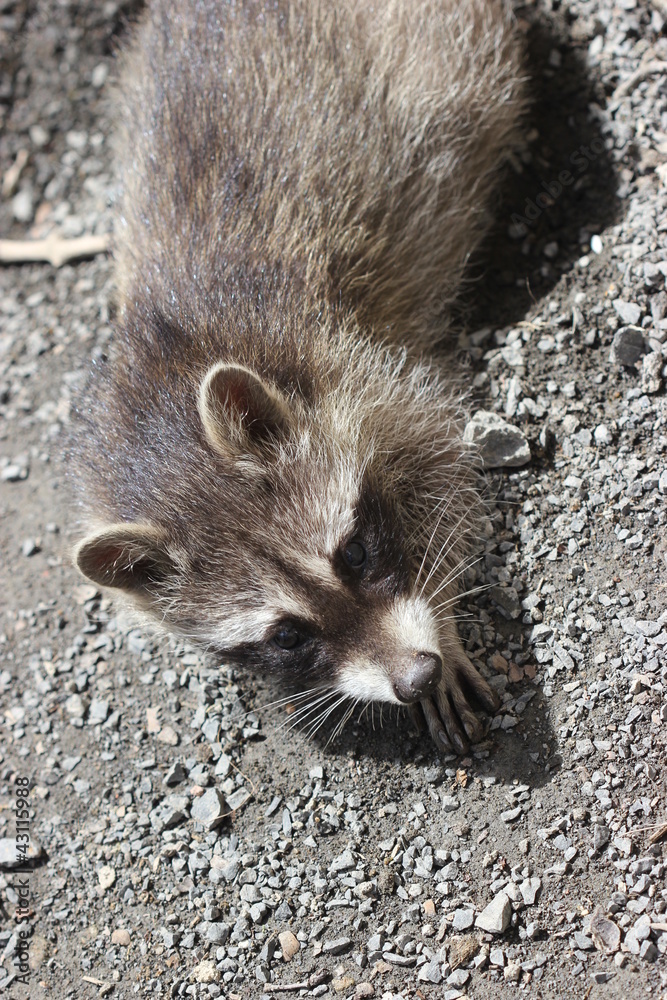 Naklejka premium Waschbärbaby