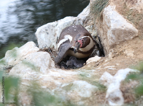 Humboldt-Pinguinmutter mit zwei frisch geschlüpften Küken