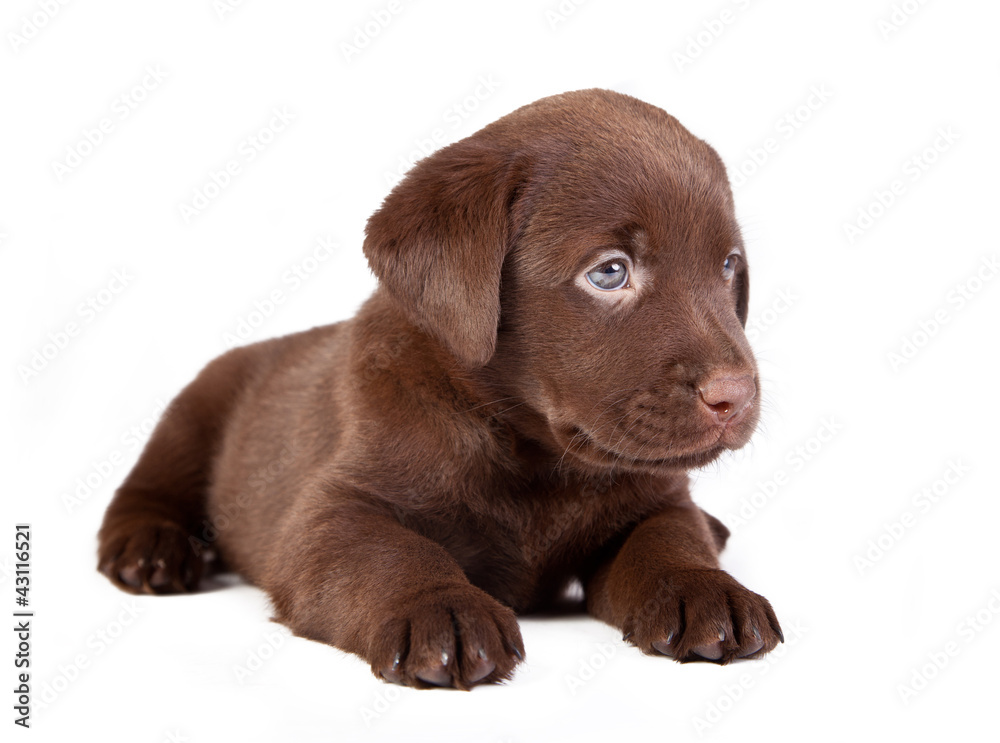 chocolate puppy labradoris lying on the white chocolate puppy labradoris lying on the white