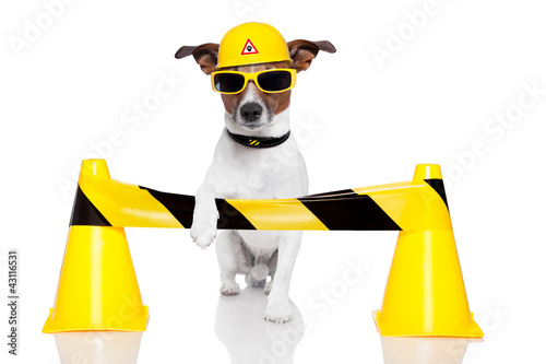 under construction dog