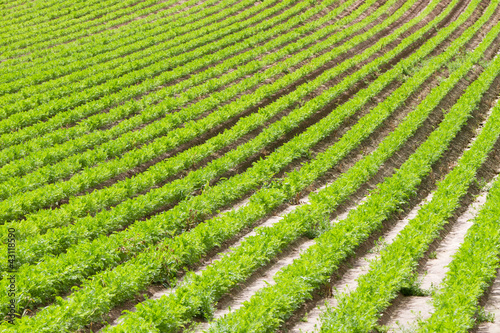 Rows of young carrot