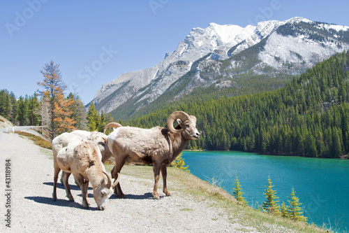 Mountain Bighorn Sheep on Lake Minnewanka, Alberta, Canada