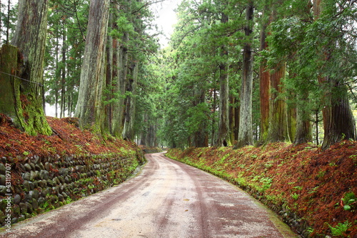Cedar avenue of Nikko photo