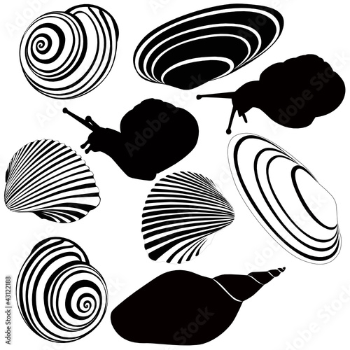 shell of a snail