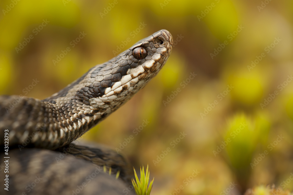 European Adder European Adder